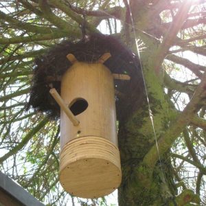 Bamboo Birdsnest