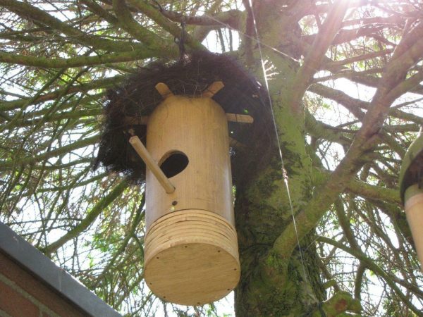 Bamboo Birdsnest